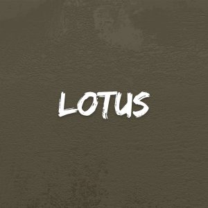 Lotus
